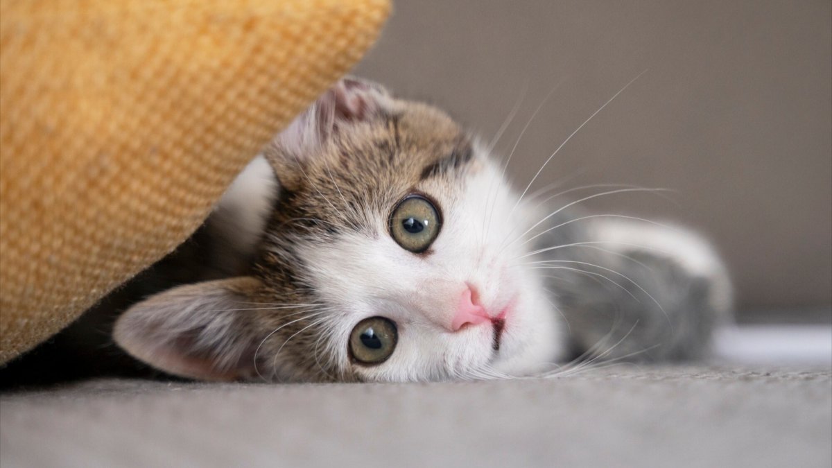 Waarom je je kat nooit melk moet geven: begrijp de risico's