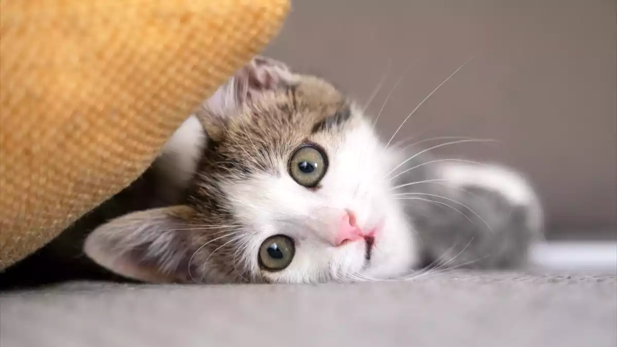 Waarom je je kat nooit melk moet geven: begrijp de risico's
