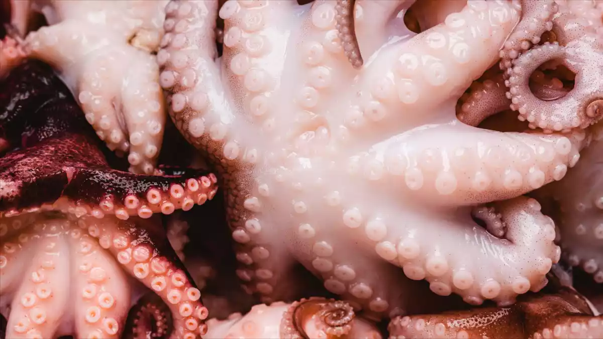 Weet je waarom je een kurk in de pan doet als je octopus kookt?