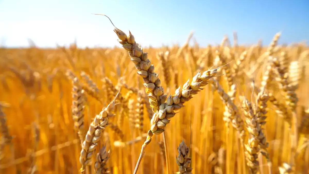 Glutenvrij: wat gebeurt er echt in je lichaam?