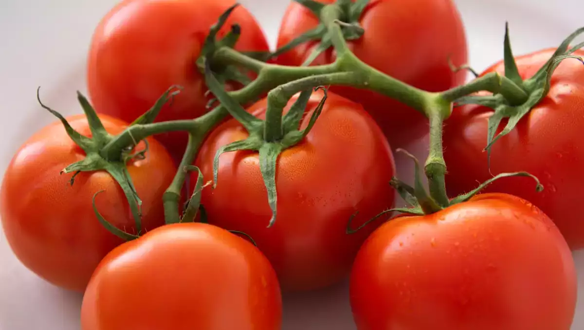 Tomaten: deze 8 recepten laten zien hoe je er meer van kunt maken dan alleen een salade.