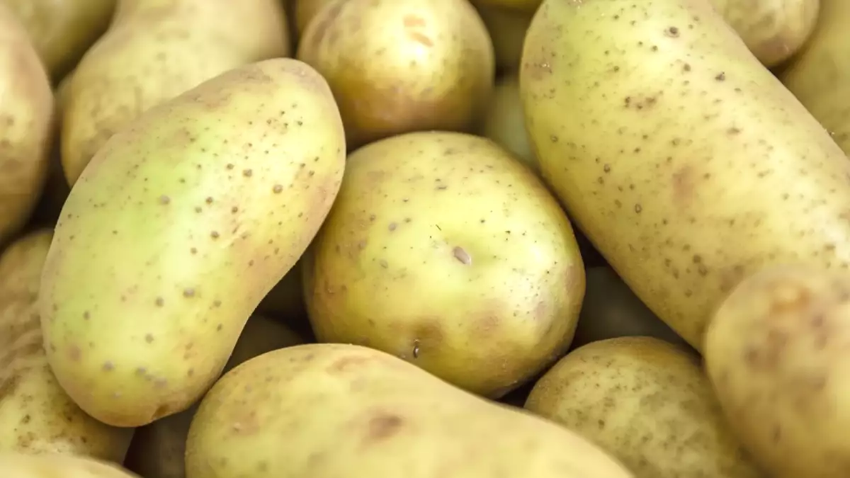 Denk je dat je hem gewoon schilt en dat dat alles is? Wat niemand je heeft verteld over de groenige aardappel in je keuken