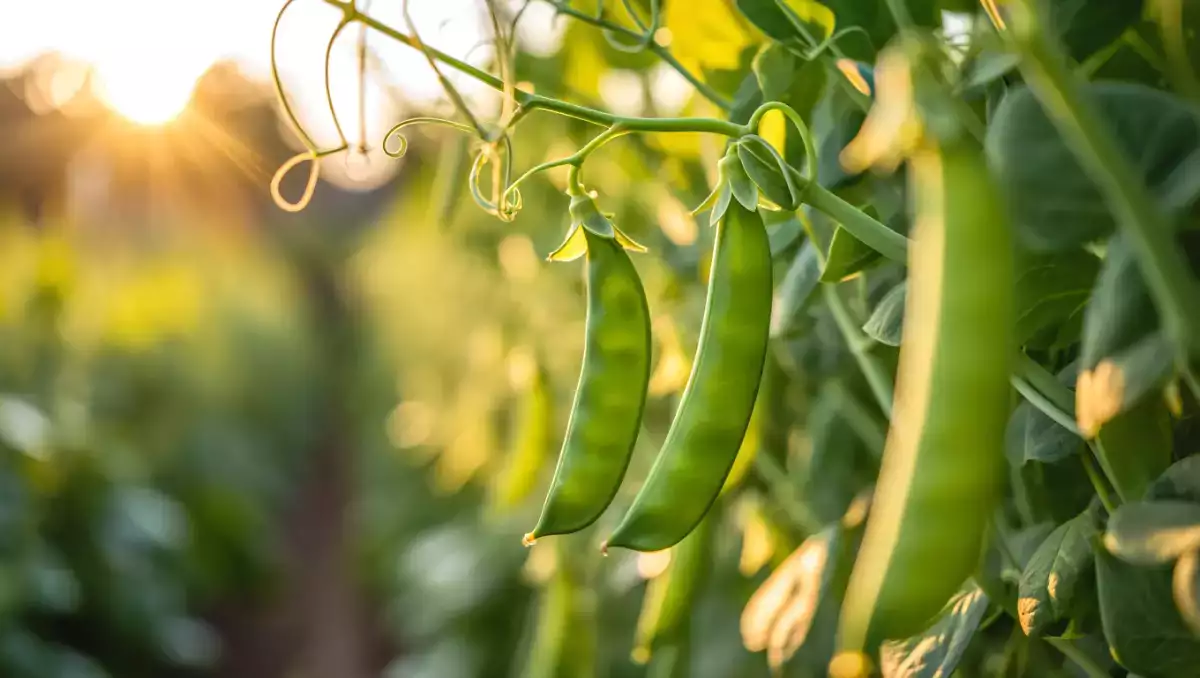Hoe kook je gemakkelijk peultjes? Alle tips om ze knapperig en lekker te houden