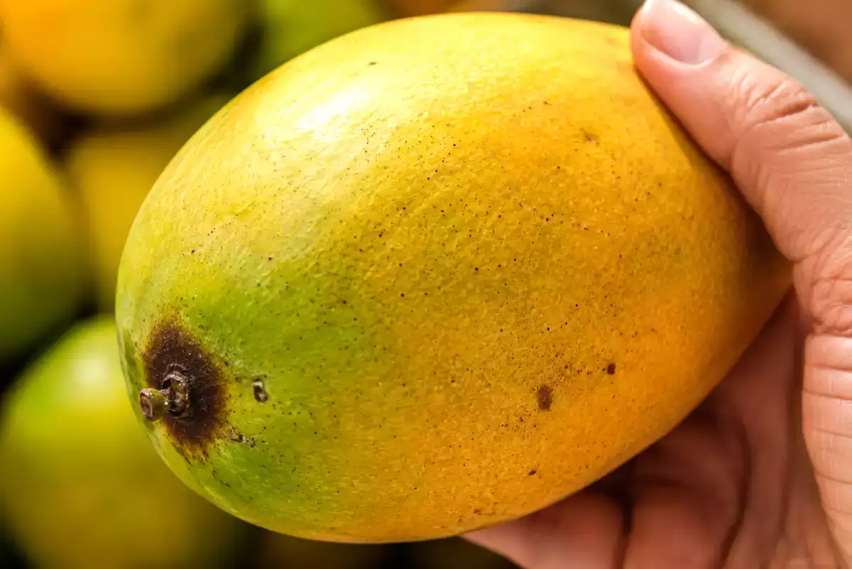 Bijna iedereen kiest op de markt de verkeerde mango’s en merkt de fout pas op als hij thuiskomt