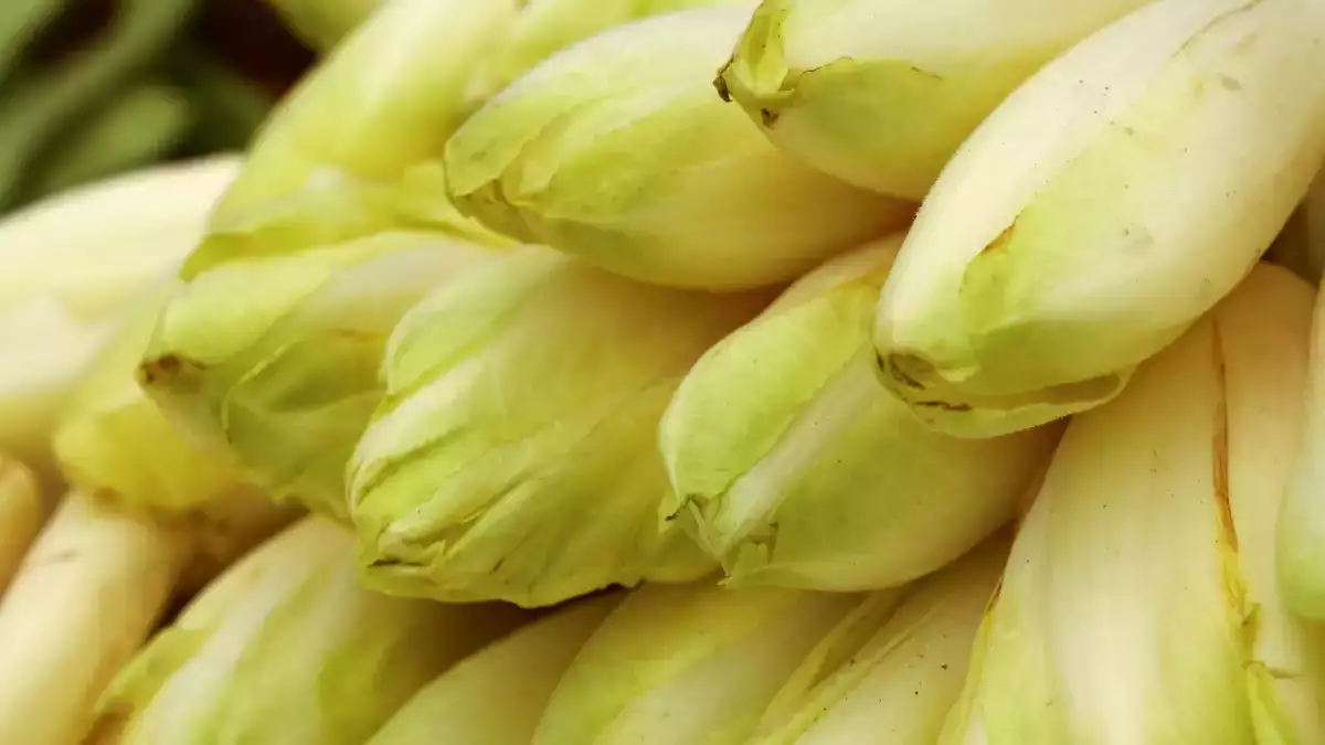 Hoe voorkom je dat de witlof al zijn vocht afgeeft in de gratin?