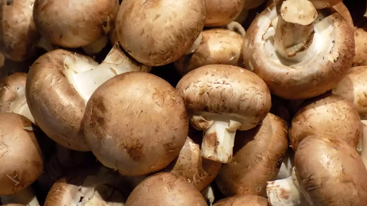 De eenvoudige bewaarkniff die paddenstoelen langer vers houdt