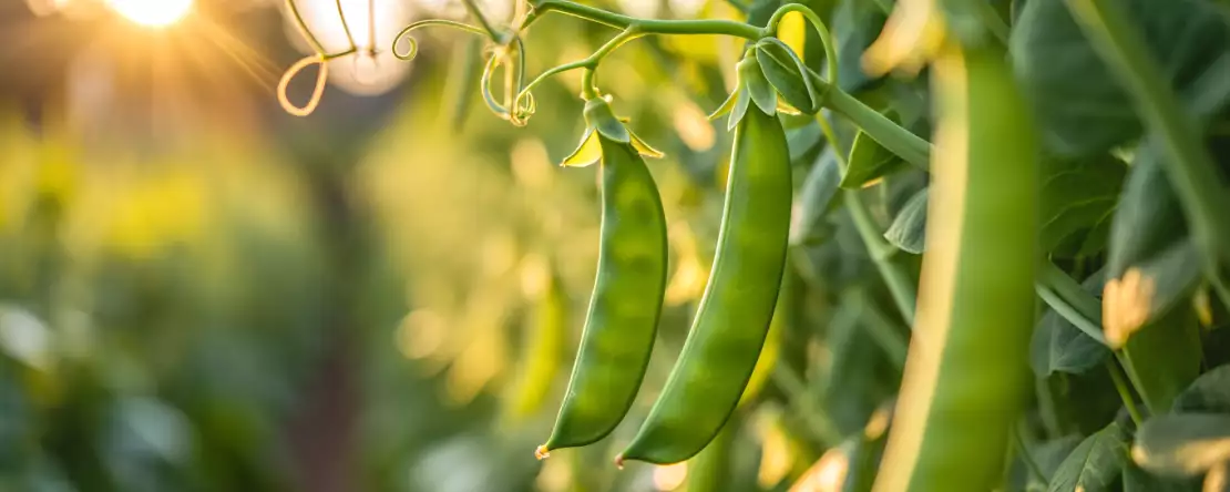 Hoe kook je gemakkelijk peultjes? Alle tips om ze knapperig en lekker te houden