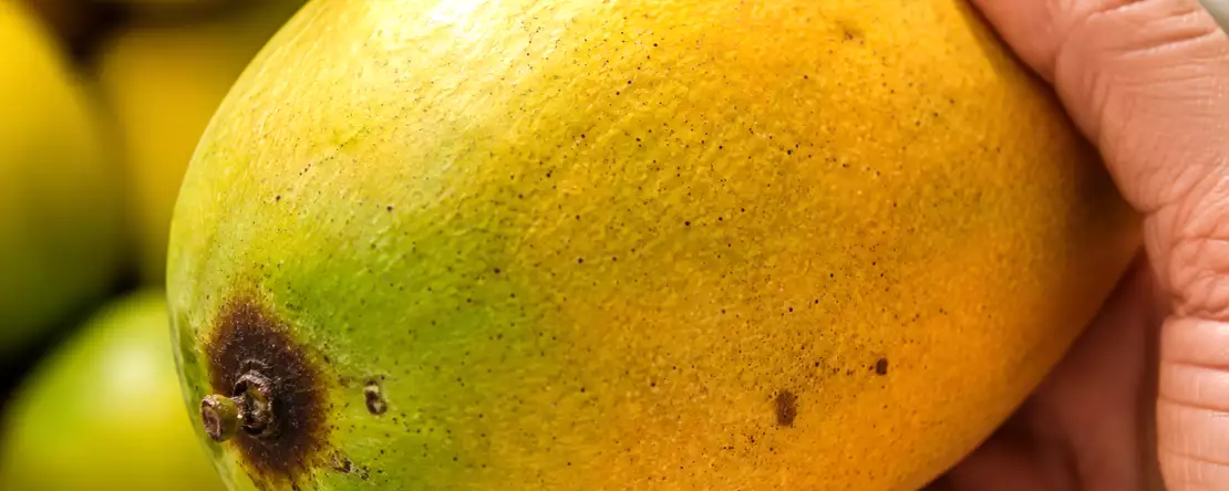 Bijna iedereen kiest op de markt de verkeerde mango’s en merkt de fout pas op als hij thuiskomt