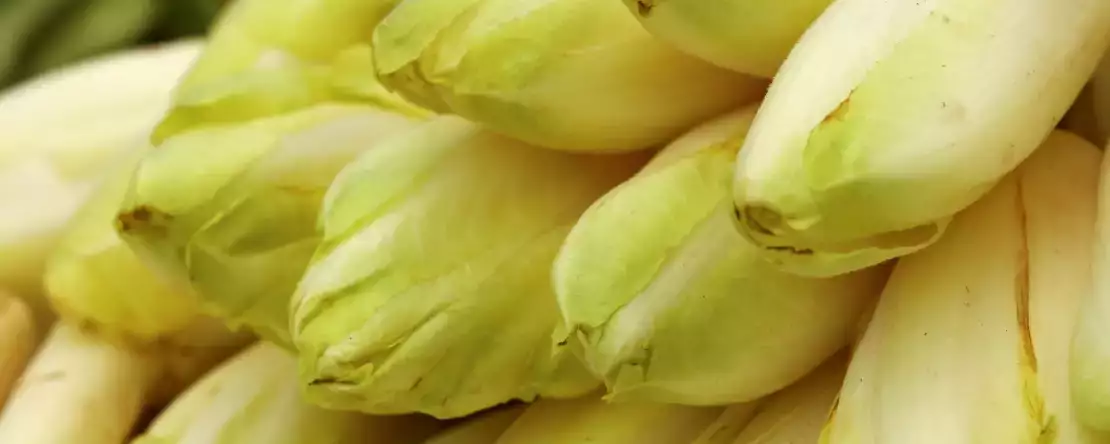 Hoe voorkom je dat de witlof al zijn vocht afgeeft in de gratin?