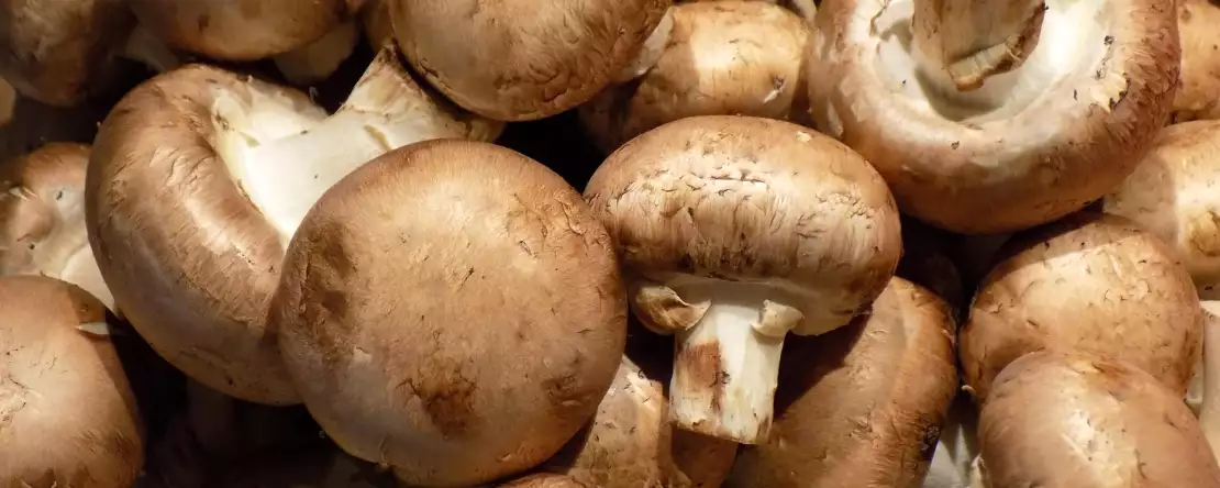 De eenvoudige bewaarkniff die paddenstoelen langer vers houdt