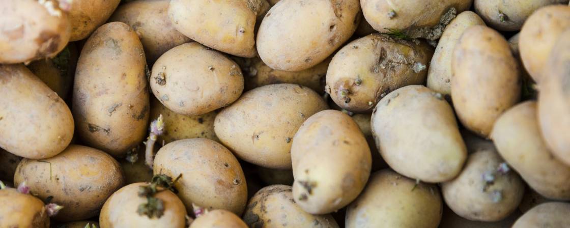 Gekiemde aardappelen: is het gevaarlijk om ze te eten?