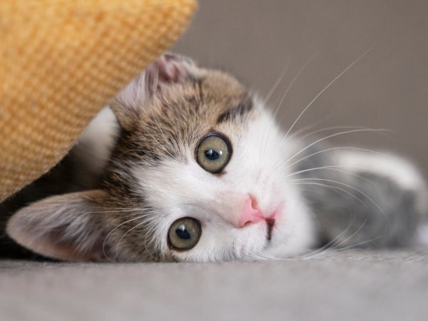 Waarom je je kat nooit melk moet geven: begrijp de risico's