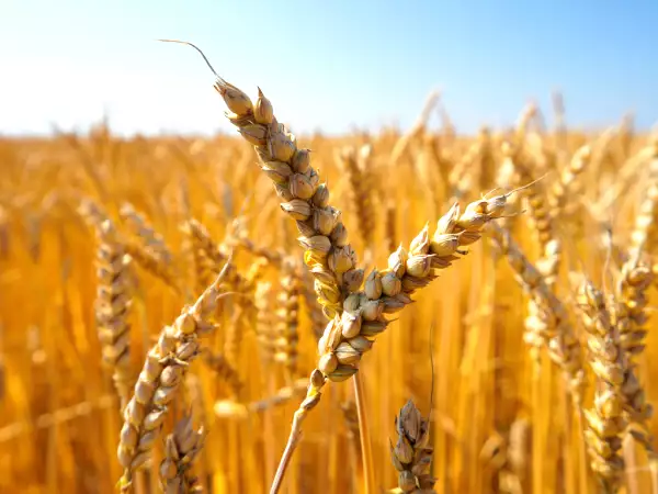 Glutenvrij: wat gebeurt er echt in je lichaam?