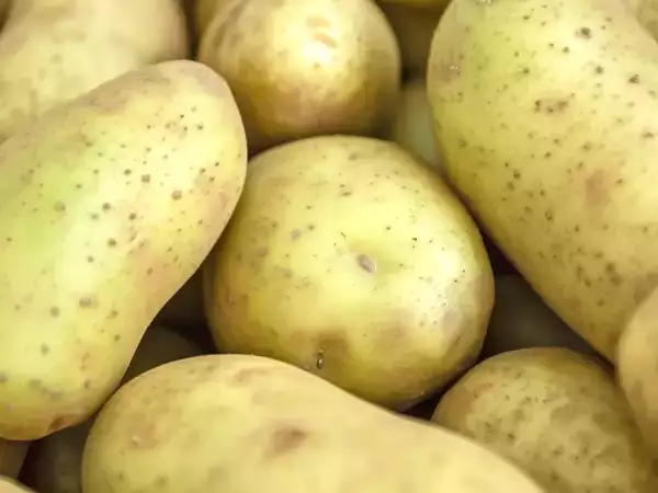 Denk je dat je hem gewoon schilt en dat dat alles is? Wat niemand je heeft verteld over de groenige aardappel in je keuken