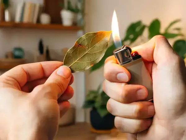 Het klinkt mystiek, maar het is magisch: wat gebeurt er met je lichaam als je laurier inademt?