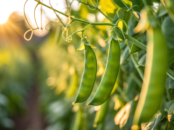 Hoe kook je gemakkelijk peultjes? Alle tips om ze knapperig en lekker te houden