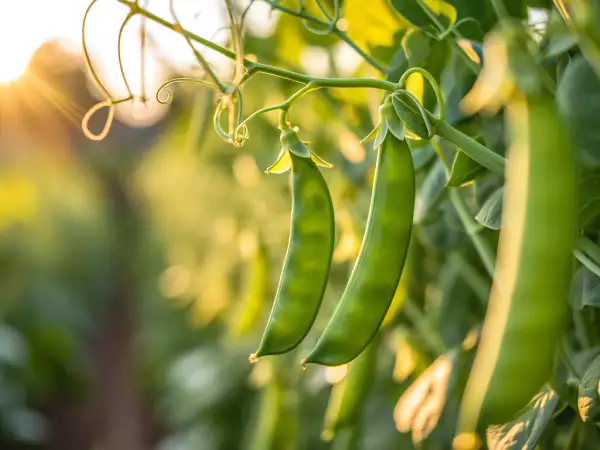 Hoe kook je gemakkelijk peultjes? Alle tips om ze knapperig en lekker te houden