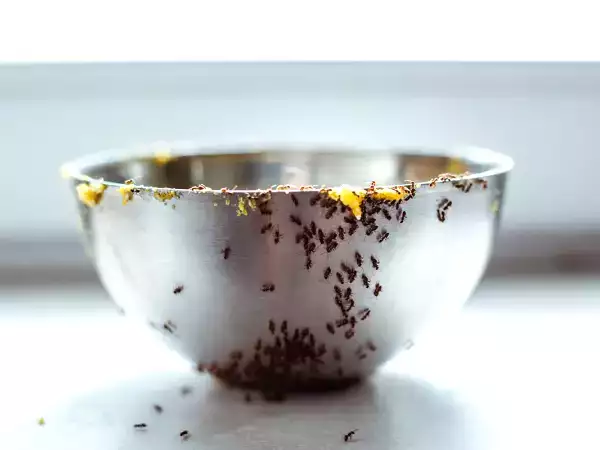 Oma's beste tips om afscheid te nemen van mieren in de keuken