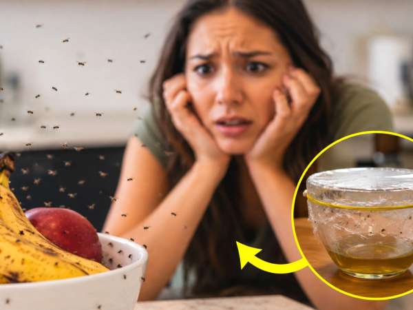Hoe je in één nacht van keukenmuggen afkomt: de natuurlijke remedie (zonder chemische sprays)