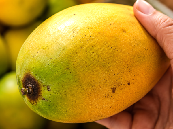Bijna iedereen kiest op de markt de verkeerde mango’s en merkt de fout pas op als hij thuiskomt