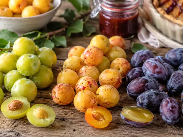 Reines-Claudes, mirabellen, quetsches: welke pruimen kies je, afhankelijk van het recept?