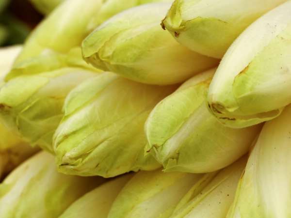 Hoe voorkom je dat de witlof al zijn vocht afgeeft in de gratin?