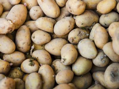 Gekiemde aardappelen: is het gevaarlijk om ze te eten?