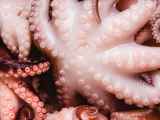 Artikelen: Weet je waarom je een kurk in de pan doet als je octopus kookt?