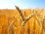 Artikelen: Glutenvrij: wat gebeurt er echt in je lichaam?