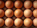 Artikelen: Eiwit, cholesterol, energie... wat gebeurt er als je elke dag eieren eet?